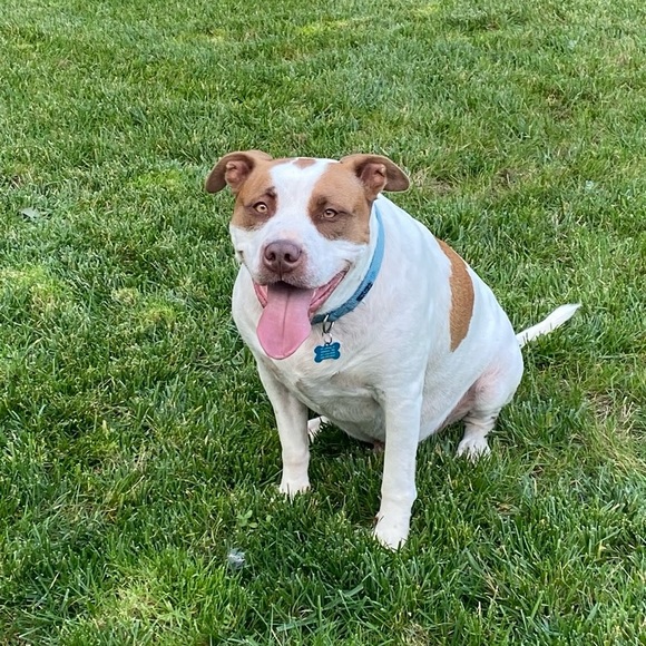 Like this Listing to be Notified of Future Show’s
SHOW SCHEDULE HERE! - Picture 2 of 8